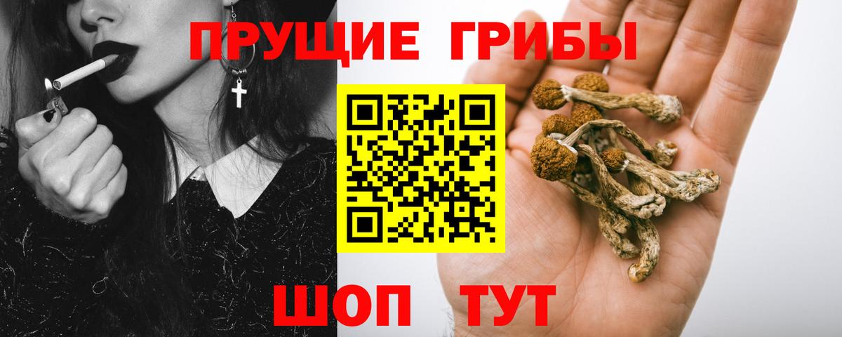 Псилоцибиновые грибы прущие грибы Вышний Волочёк
